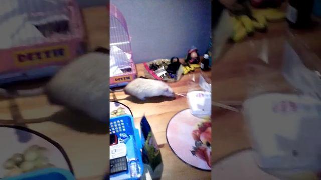 Умный крыс, Стюард😉😉😉 смотреть онлайн