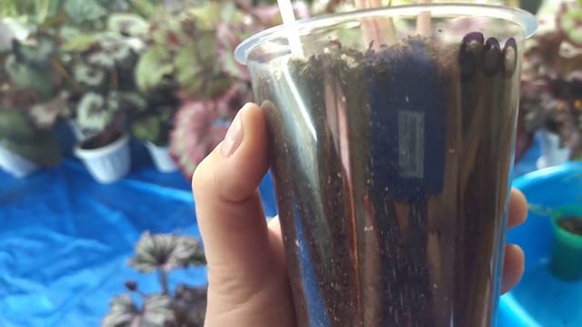 Комнатные растения. Цветочные новинки с выставки .