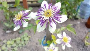 Клематис Виеннетта . Clematis Viennetta . Английские сорта клематисов . Группа Флорида .