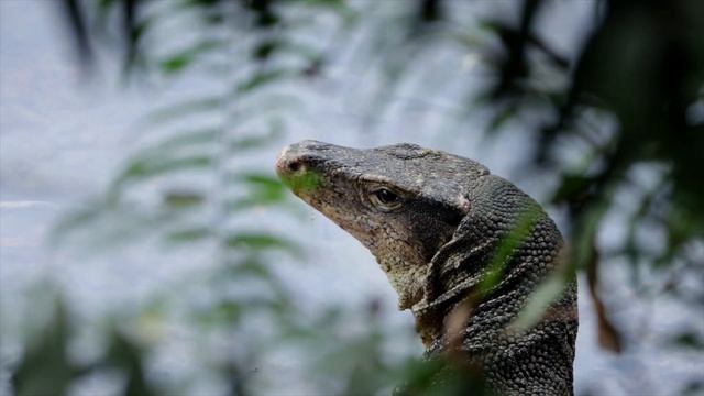 9 ft Asian Monitor Lizard on the bank of Melaka River смотреть онлайн