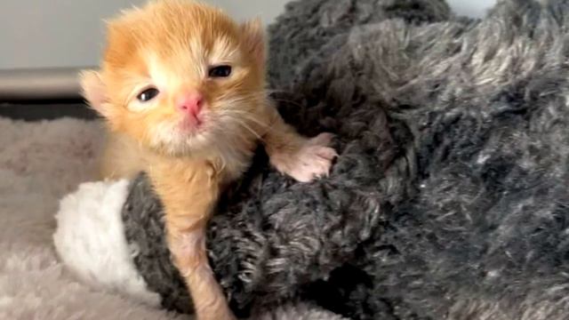 Крохотный котенок пищал изо всех сил, обнимая хрупкого брата, только посмотрите на этих малышей смотреть онлайн