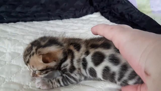 Бенгальский котенок. Питомник бенгальских кошек ."Big Marshal" смотреть онлайн