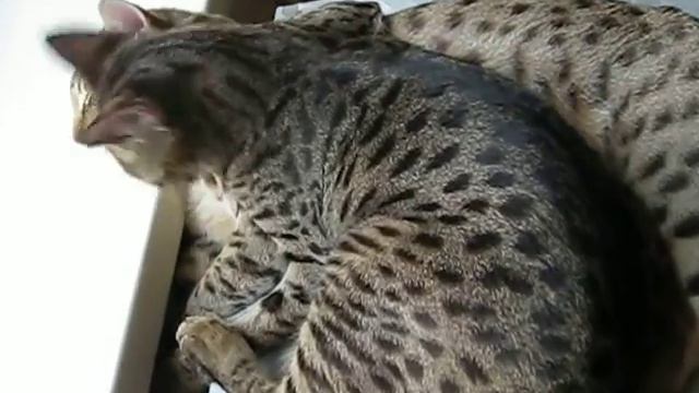 A1SAVANNAHS Gold Ambiente (F5) and A1SAVANNAHS Dazzle (F2) смотреть онлайн