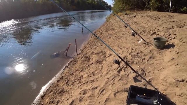 ДИКИЕ САЗАНЫ И КАРАСИ ЛАПТИ КЛЮЮТ НА КУКУРУЗУ И ГНУТ УДОЧКИ! Рыбалка на донки крокодил.