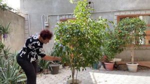 Обрезка последнего большого фикуса Бенджамина. Сентябрь.