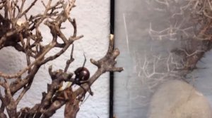 Укус ЧЕРНОЙ ВДОВЫ. Всё о черной вдове.