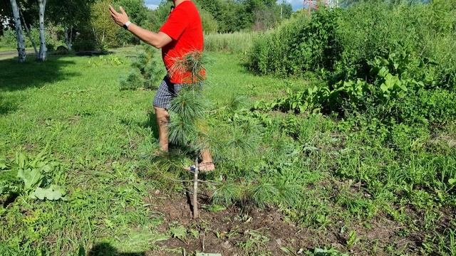 Cаженцы кедров на 2 год после высадки. Первые шишки.