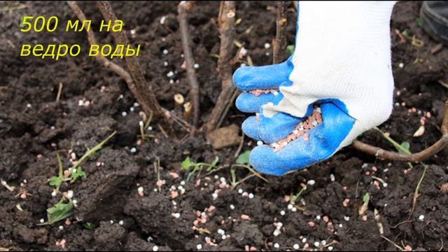 Первая Важная Подкормка Малины Весной От Этого Удобрения Малины будет Море! Уход за Малиной Весной