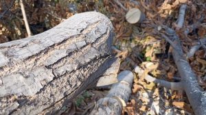 Husqvarna 562 xp Chainsaw