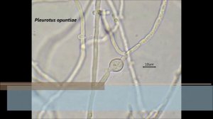 Microscopy of the hyphal growth of Pleurotus opuntiae , cytoplasmic streaming and chlamydospore