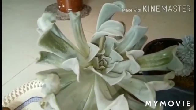 How to care Exotic succulents🌵🌵.Echeveria raindrops смотреть онлайн