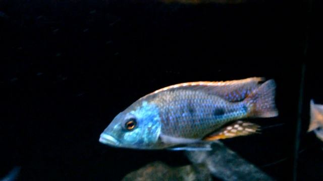 Otopharynx Tetrastigma AKA Lethrinops Intermedius | Green African Cichlid смотреть онлайн
