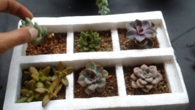 || COTYLEDON PENDENS CARE TIPS ||