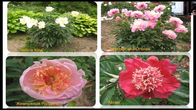 Перспективы использования пионов в ландшафтном дизайне смотреть онлайн