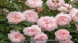 Роза плетистая Рамблер