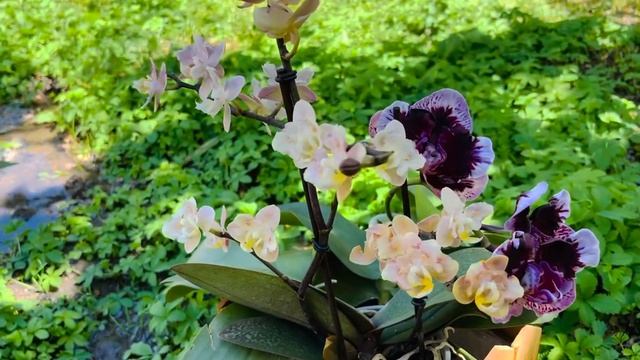 Пересадка орхидей после покупки, а надо ли ? смотреть онлайн