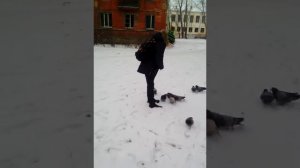 Ловим голубей руками