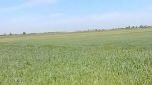 Арбуз Херсонщины #2. Первые Сходы и Полив. Лучшая технология выращивания