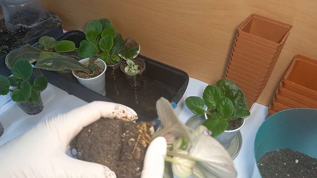 Фиалки начало новой коллекции смотреть онлайн