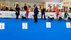WDS'16 Franch Bulldog (французский бульдог, кобели/открытый)
