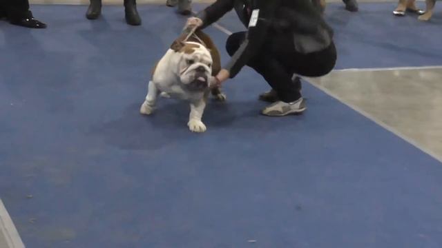 Евразия 2014г. Бульдоги ( 2 день) смотреть онлайн