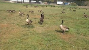 SONY WX350 MP4 VIDEO - CHASING GEESE