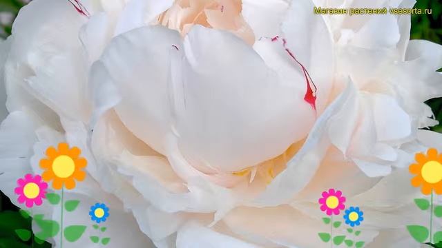 Пион многоцветковый. Краткий обзор, описание характеристик paeonia lactiflora Утро туманное смотреть онлайн