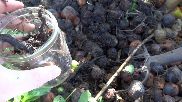 Как правильно копать червей для рыбалки. смотреть онлайн