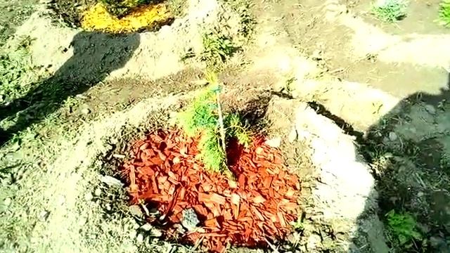 Chamaecyparis Nootkatensis Pendula 2018 смотреть онлайн