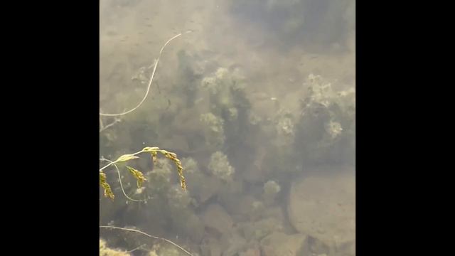 Маленькая рыбка в большом пруду(A small fish in a big pond). смотреть онлайн