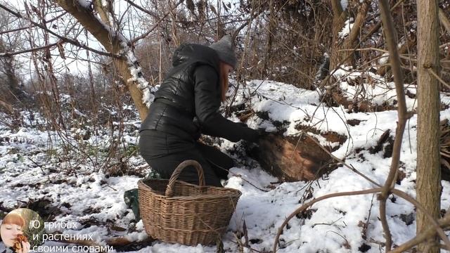 ВЕШЕНКА НЕ ЗАМЕРЗАЕТ! Корзина гриба Вешенка обыкновенная 2020 после первого снега... смотреть онлайн