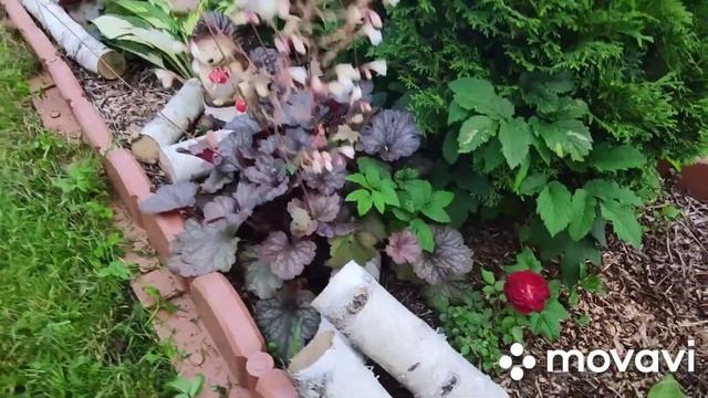 Рабатка с хвойными растениями,с хостами и гейхерами,а ещё гортензии ?