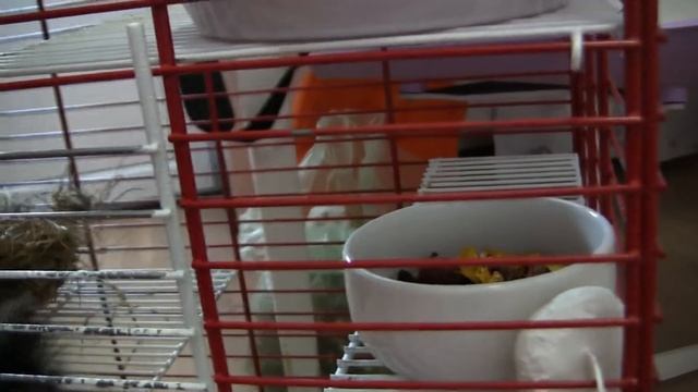 |Уборка у шиншиллы и улитки| смотреть онлайн