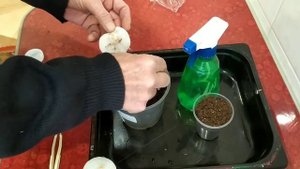 Обеззараживания и закалка семян перца сладкого перед посадкой на рассаду.