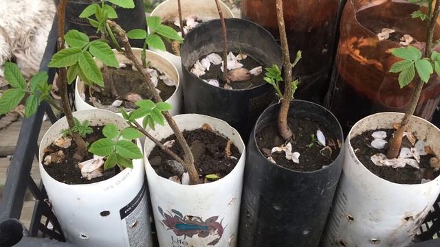 Сердцевидный орех саженцы смотреть онлайн