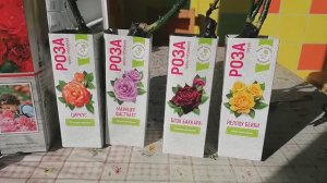 розы чайно-гибридные, флорибунда и спрей из магазина ашан- март 2022