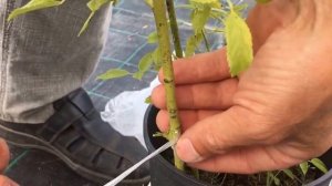 Окулировка или прививка глазком