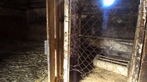 Плюсы и минусы содержания кур с овцами.