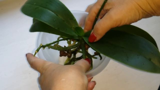 пересадка ОРХИДЕИ Yellow Chocolate(Желтый шоколад) 17.06.20. смотреть онлайн