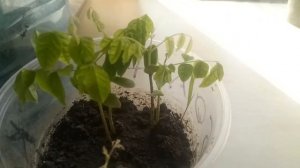 Карамбола выросла из семян