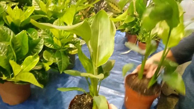 Комнатные цветы в горшках, Симферополь. Стрелиция смотреть онлайн