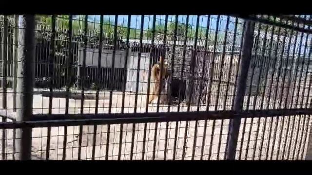 Медведь ТАНЦУЕТ в зоопарке