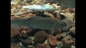 Видео-экскурсия "Озеро Байкал- мировое наследие"