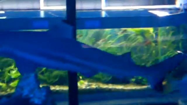 Зоопарк, морские животные, Zoo Animals, Chelyabinsk смотреть онлайн