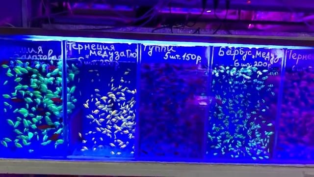 ПТИЧИЙ РЫНОК САДОВОД МОСКВА (ЗИМА 2022) L АДЕКВАТНЫЕ ПРОДАВЦЫ, ЗАКРЫТЫЕ  ТОЧКИ, ПОВЫШЕНИЕ ЦЕН И ДР.