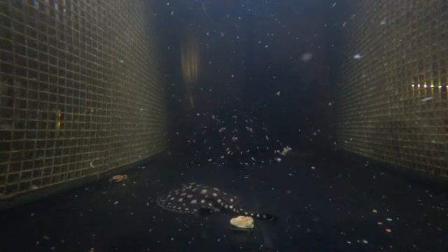 Рождение щенков ската Black Diamond в домашних условиях в Москве смотреть онлайн