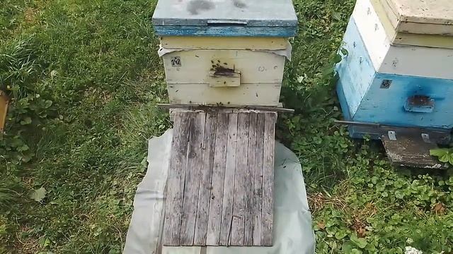 Рой пчёл что делать?