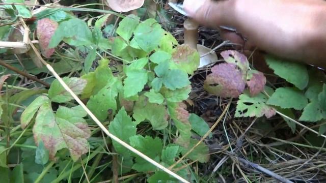 Где собирать бело-коричневую рядовку - Сбор лесных грибов Tricholoma albobrunneum в октябре смотреть онлайн