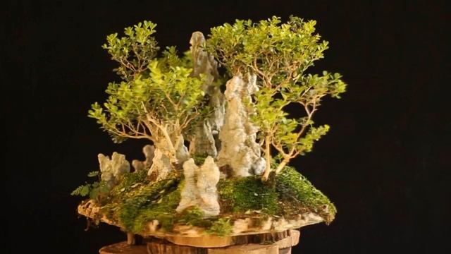 Parque das Emas (Buxus Sempervirens) vídeo 3 смотреть онлайн