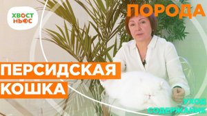 Уход за персидской кошкой